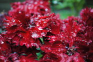 red-alaska-flowers