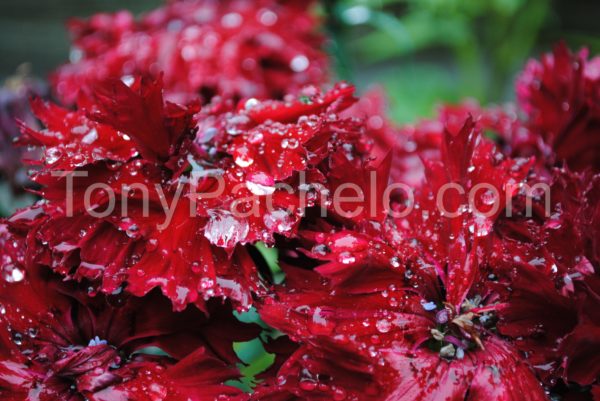 red-alaska-flowers
